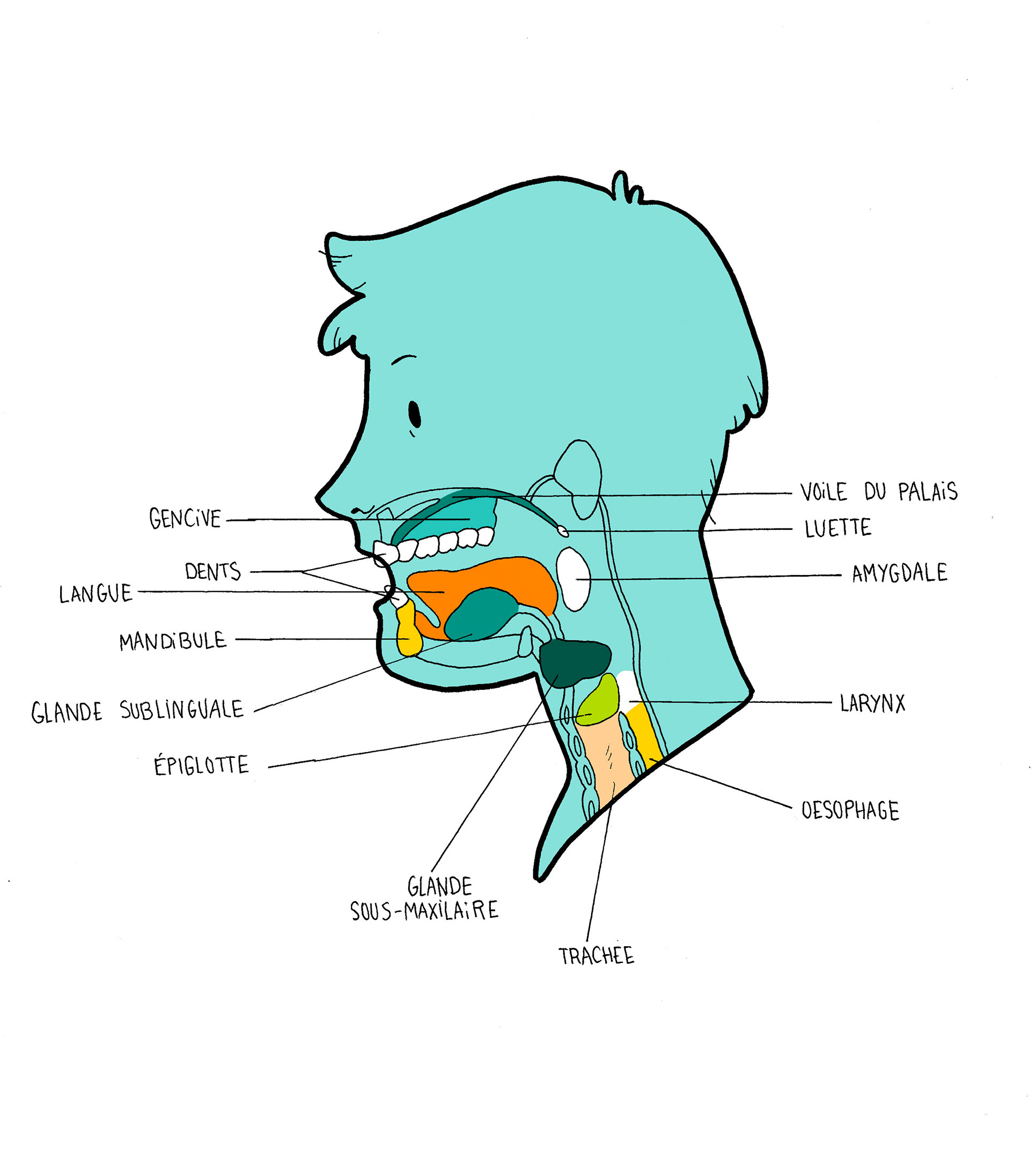 Schéma de la bouche : dents, gencives, langue, palais, glandes, oesophage...