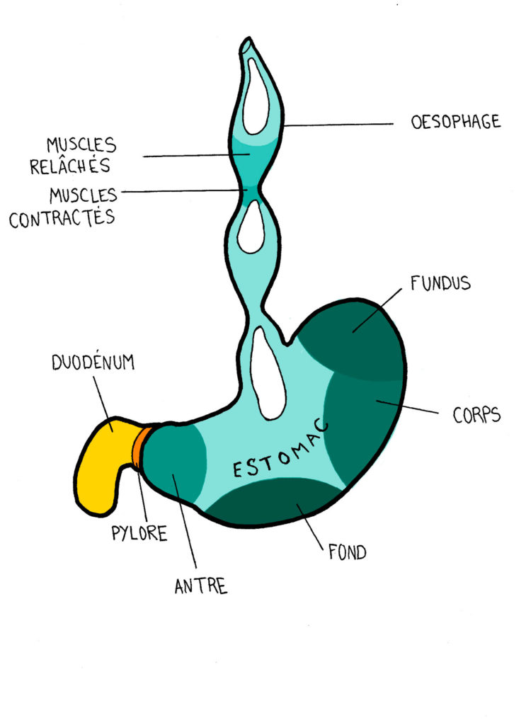 Paxton - 36